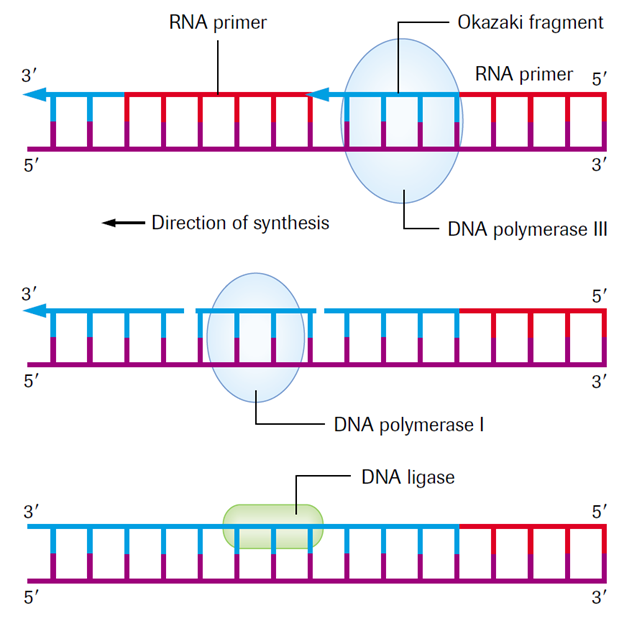 complementary sequence of dna strand