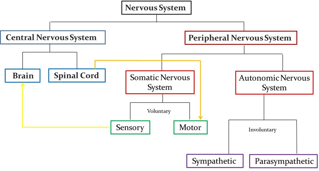 Peripheral Nervous System Pns Sbi4u Resource Website
